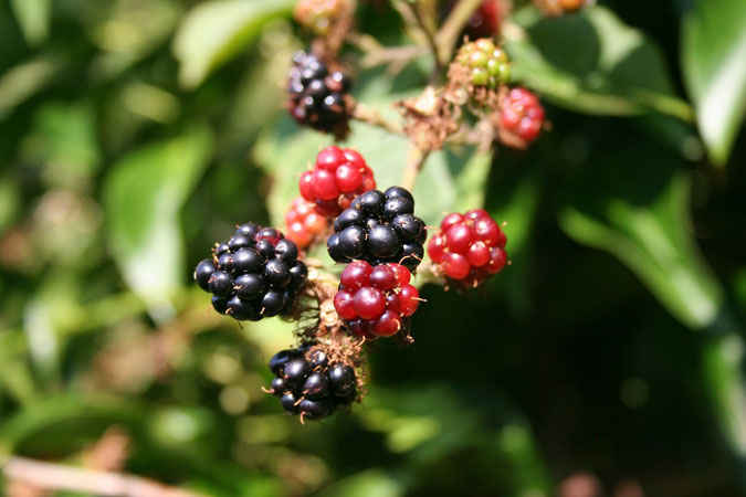Bramble Cocktails And Heaps Of Berries