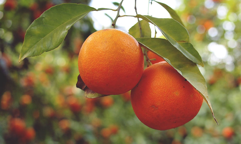 Oranges – Not Just For Breakfast Anymore