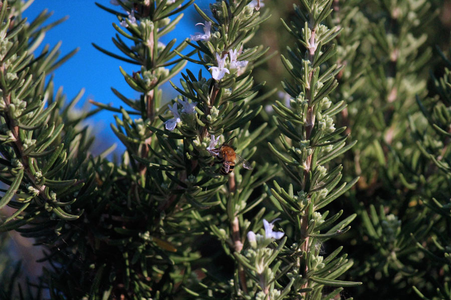 Hail Rosemary