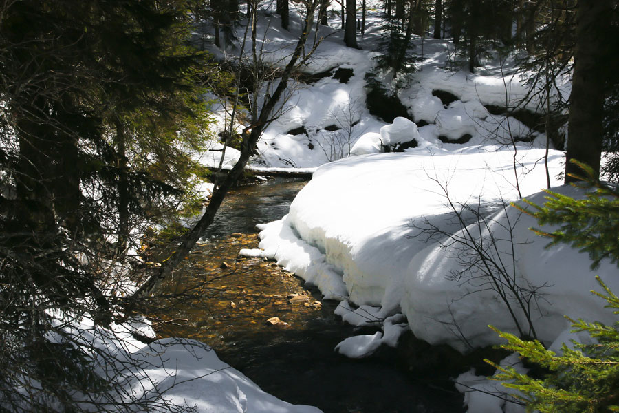 Winter Is Coming III – Time To Hunt Some Bears