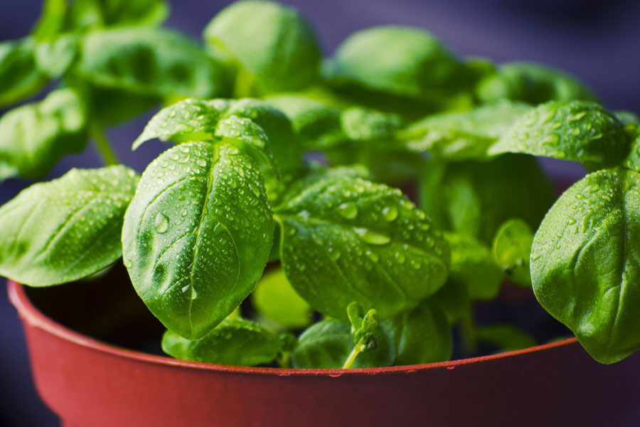 Basil – Not Just For Cooking Anymore
