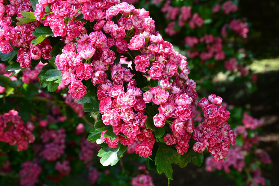 Spring Delight