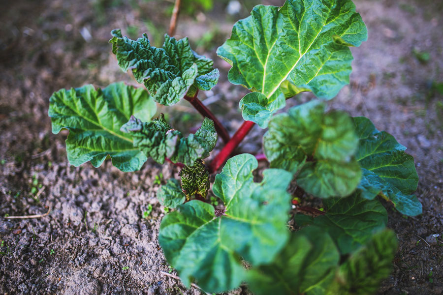 The Rhubarb Rum Swizzle