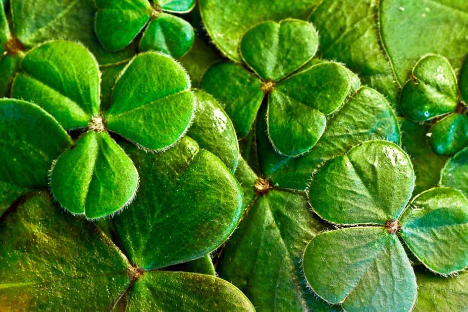 The Irish Apple – St. Patrick's Day Drinks